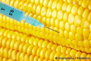 Eating Bt Corn Could Turn Your Gut into a Living Pesticide Factory