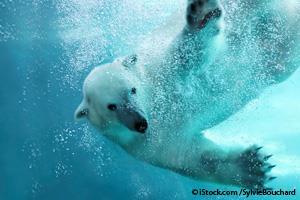 polar bear dive