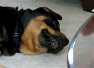 An Adorable Lesson in Determination … and Patience