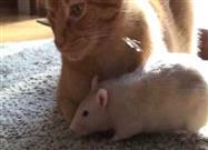 What Happens When You Put Your Pet Cat Together With Your Pet Rat?