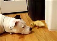 Is This the Most Patient Pit Bull Ever?