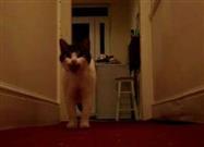 Isn’t It Time to Declare that Cats CAN Talk?