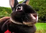 A Rabbit's Incredible Underground 'Digs'…