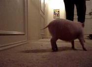 Just How Smart are Pet Pigs?