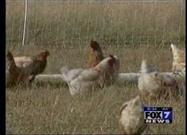 Don't Avoid Eating Chicken Because it's Been Mislabeled as 'DIRTY'