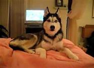 Affectionate Husky Says “I Love You”