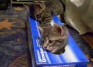 Curious Kitten Finds an Unlikely New Toy