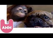 A Most Unlikely Babysitter for an Orphaned Orangutan