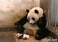 Sneezing Baby Panda