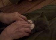 Possibly the Cutest Kitten Ever …