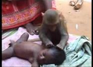 Amazing but True - Monkey Babysits Indian Baby