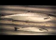 If You Love Eating Fish - Now is the Time to Stop GMOs