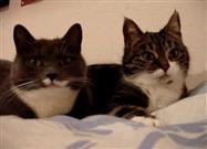 Chatty Kitties Talking Up a Storm