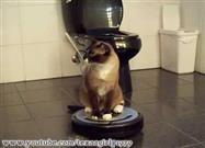 Tidy Cat Gets a Ride on a Roomba