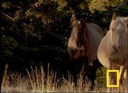 Wild Horses in All Their Glory