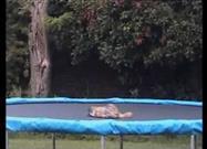 Fox on a Trampoline