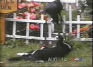 Amazing Video of Crow Befriending Kitten