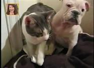 Cat Slaps Dog