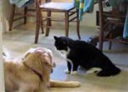 Cat and Dog Living in Harmony