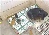 Dog Nurses Kittens