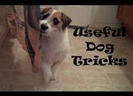 Your Dog May Fetch Your Slippers ... But Can He Do THIS?