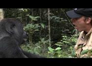 Gorilla Reunion: Damian Aspinall's Extraordinary Gorilla Encounter