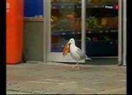 Sam the Seagull Stealing Doritos