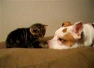 Pitbull Loves Kitten