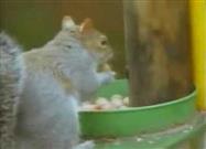 Squirrel Obstacle Course