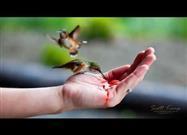 Hand Feeding Hummingbirds