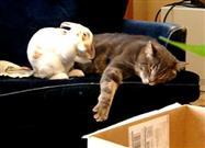 A Rabbit and Cat Love Story