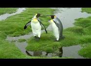 Penguin Dilemma