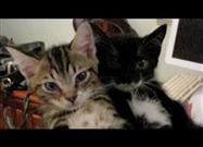 Fainting Kittens