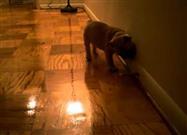 Puppies vs. Spring Door Stops