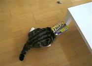 Kitty Tries Out Cardboard Tube Top