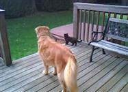 Best Buds: Adorable Dog and Kitten Playing
