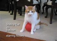 Staticky Cat vs. Balloon