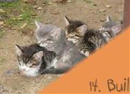 Life Coaching Tips: The Feline Way