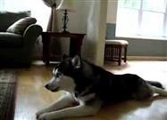 Husky Dogs Singing Gwen Stefani