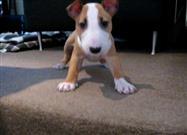 Curious English Bull Terrier Puppy