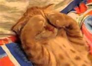 Sleepy Kitten Covers His Eyes with His Paws