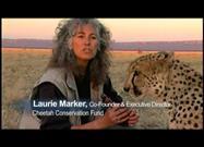 Dog Saves Cheetah
