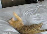 Bengal Cat with Da' Bird