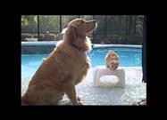 Cat Learns to Shake