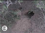 The Long-Eared Jerboa