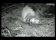 24-Hour Collage of Eagle Egg Hatching
