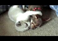Kitten Loves Puppy: The Beginning