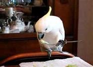Cockatoo Eats With Cutlery