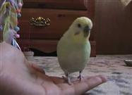 Can Birds Play Fetch?