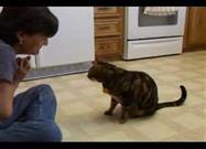 Cat Does Dog Tricks